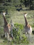 Giraffe On The Look Out, Amakhala Game Reserve, &copy;Caroline Yates